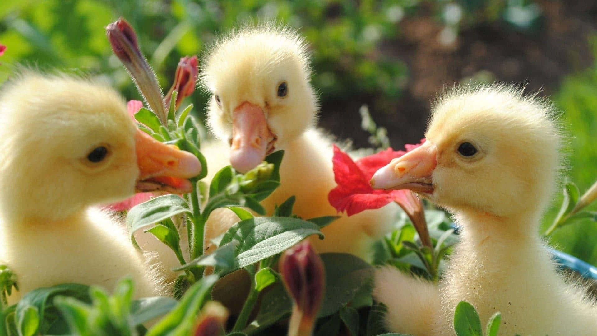 200+] Baby Duck Pictures