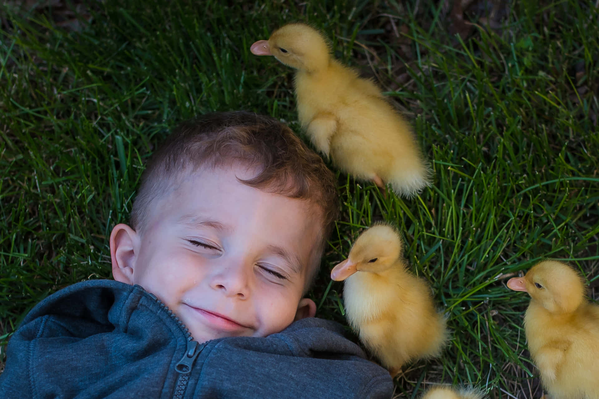 A Boy Laying On The Grass With A Few Ducklings