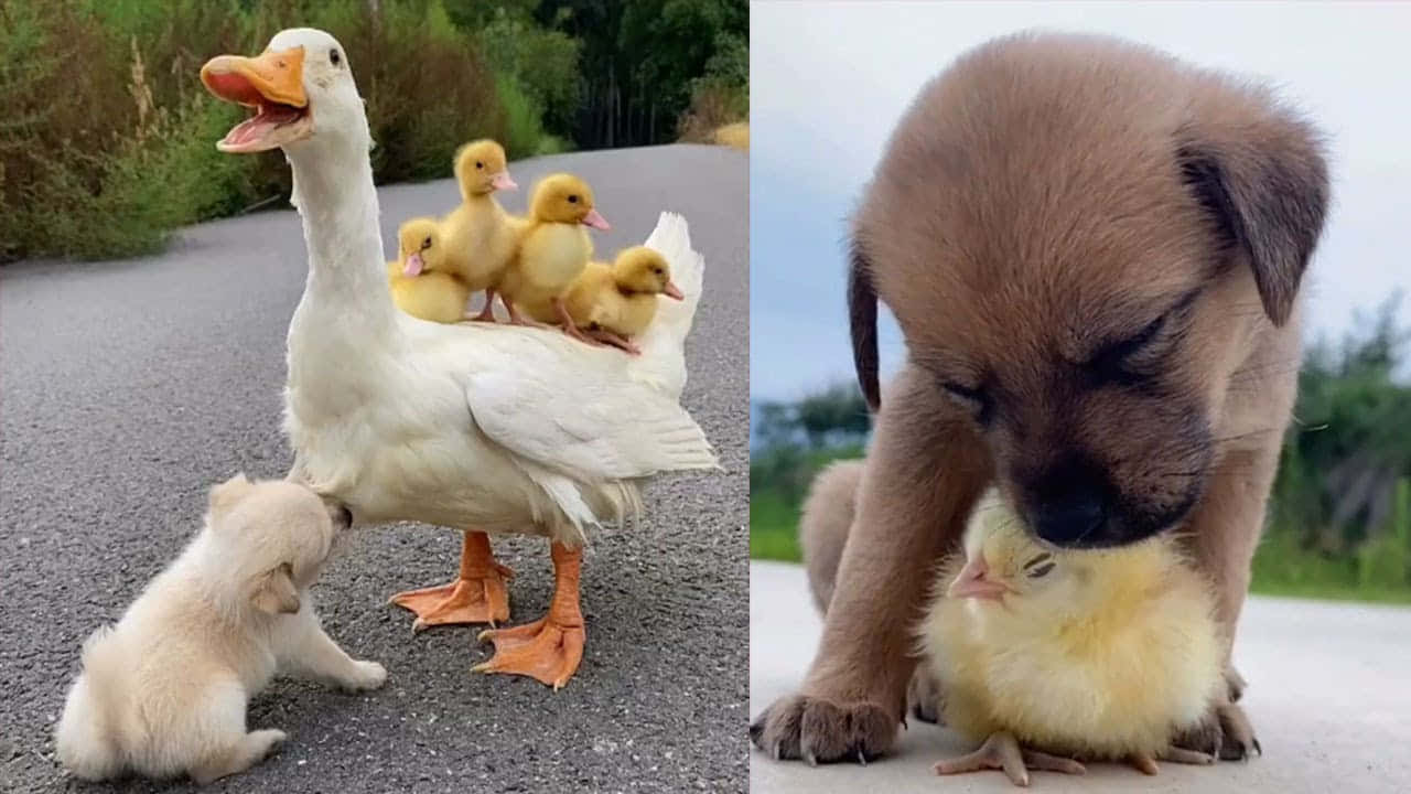 A mother duck proudly escorts her baby ducklings