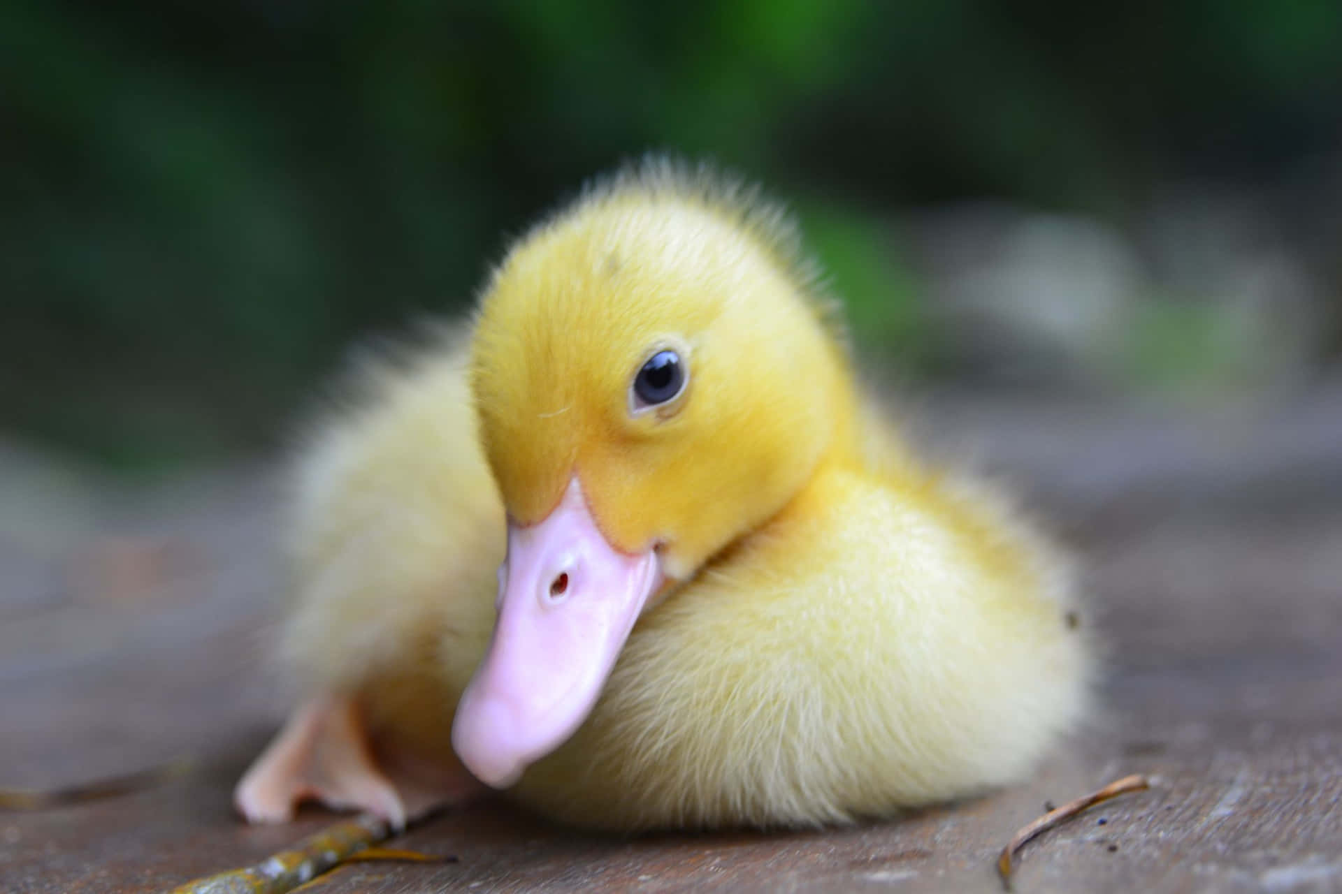 Welcome to the world, sweet baby duck.