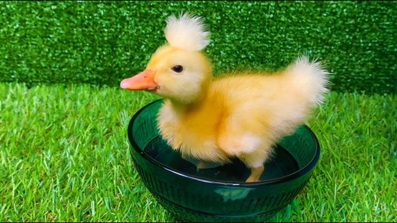 Adorable Baby Duck Enjoying Its New Home