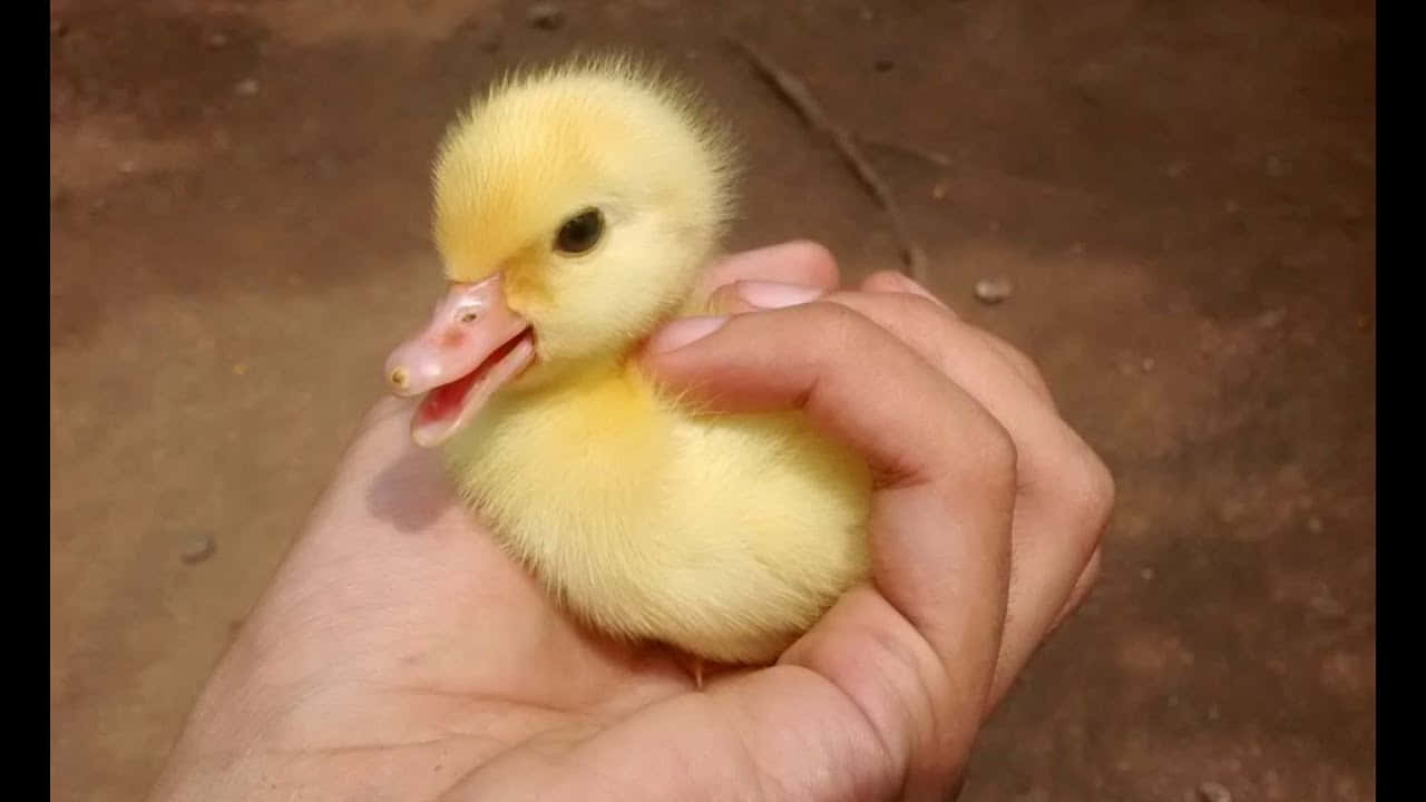 Adorable Baby Duck Playing in a Lake