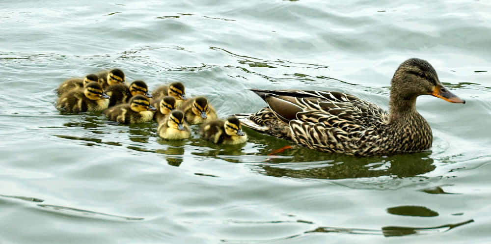 A Duck And Her Ducklings Swimming In The Water