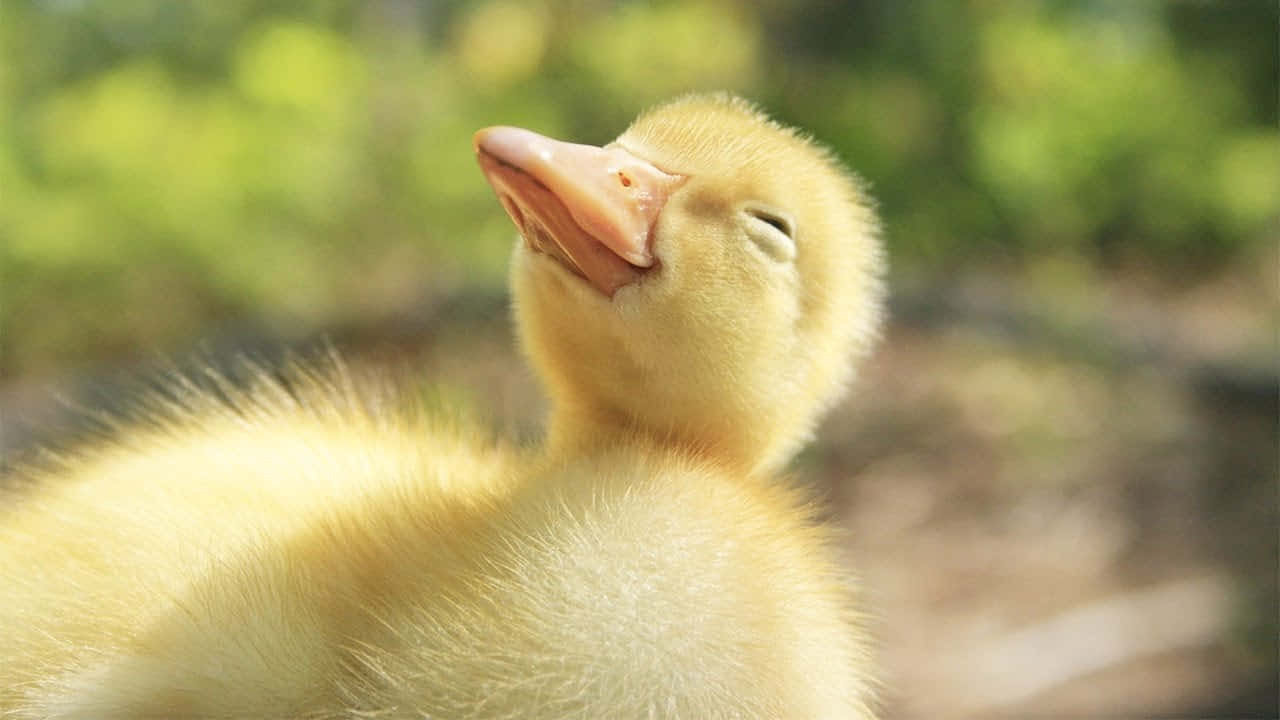 Adorable Baby Duck Looking for a Snack