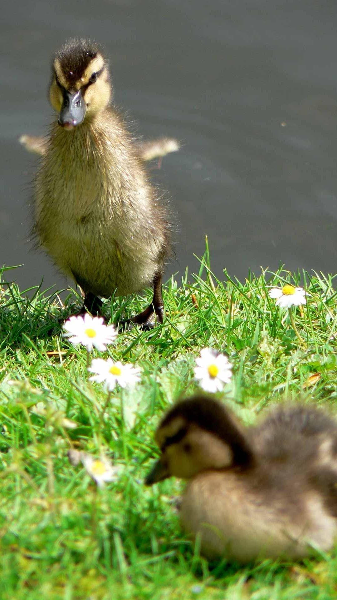 Baby Ducks By The Lake Wallpaper