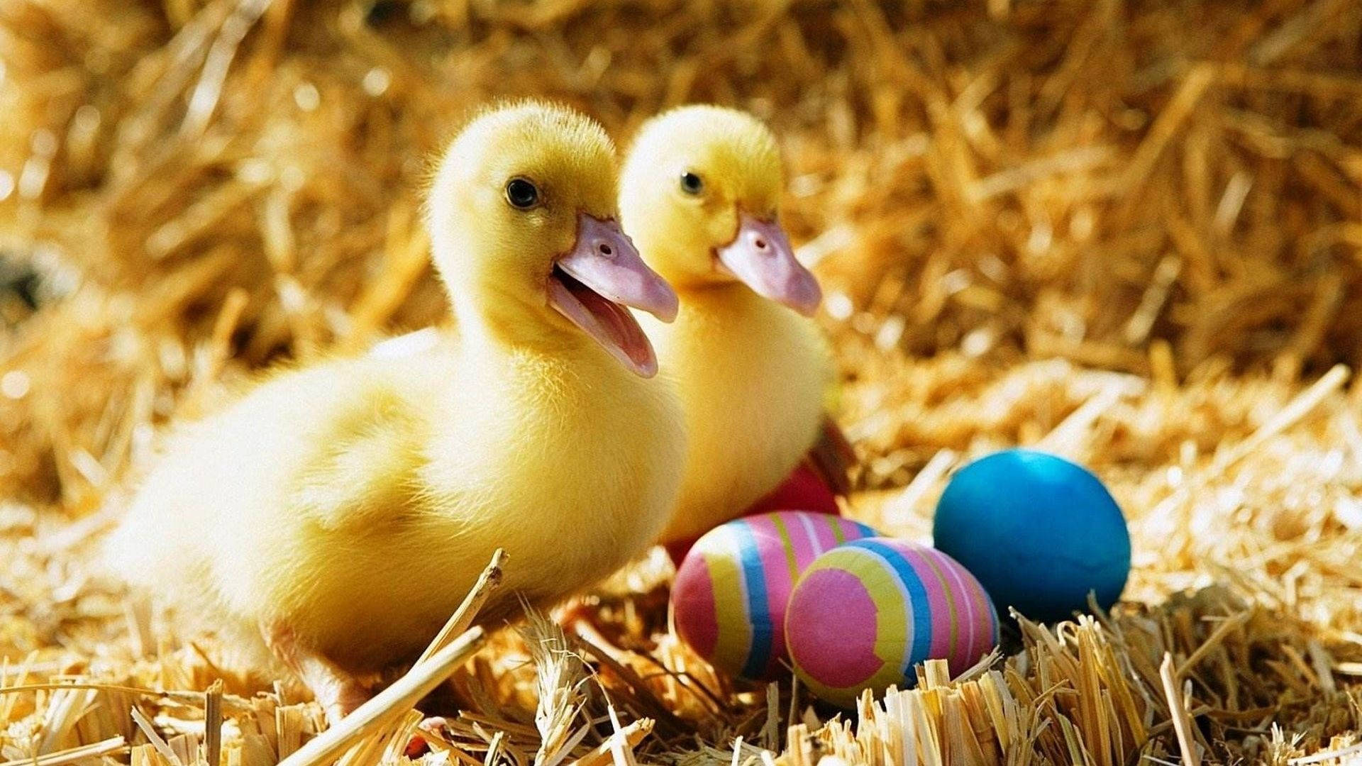 Baby Ducks Easter Eggs Wallpaper