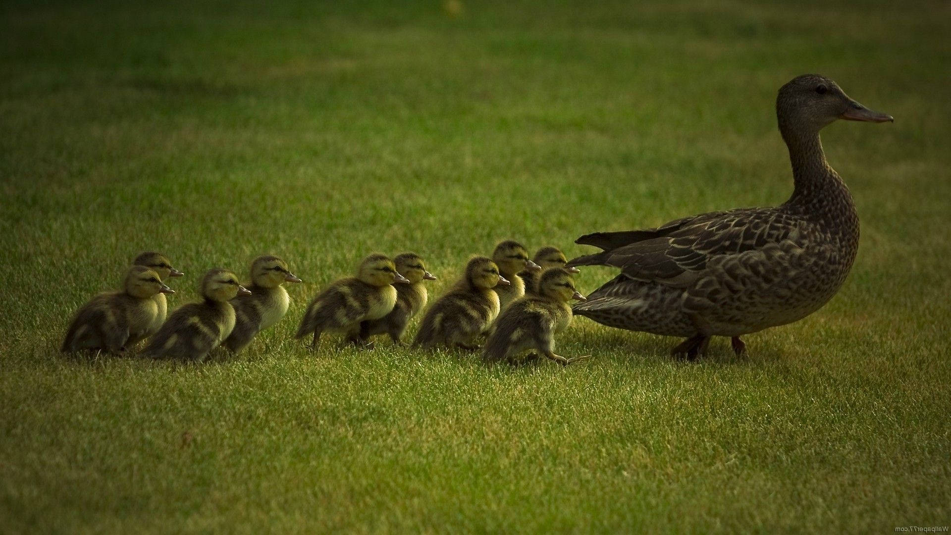 Baby Ducks Following Mommy Duck Wallpaper
