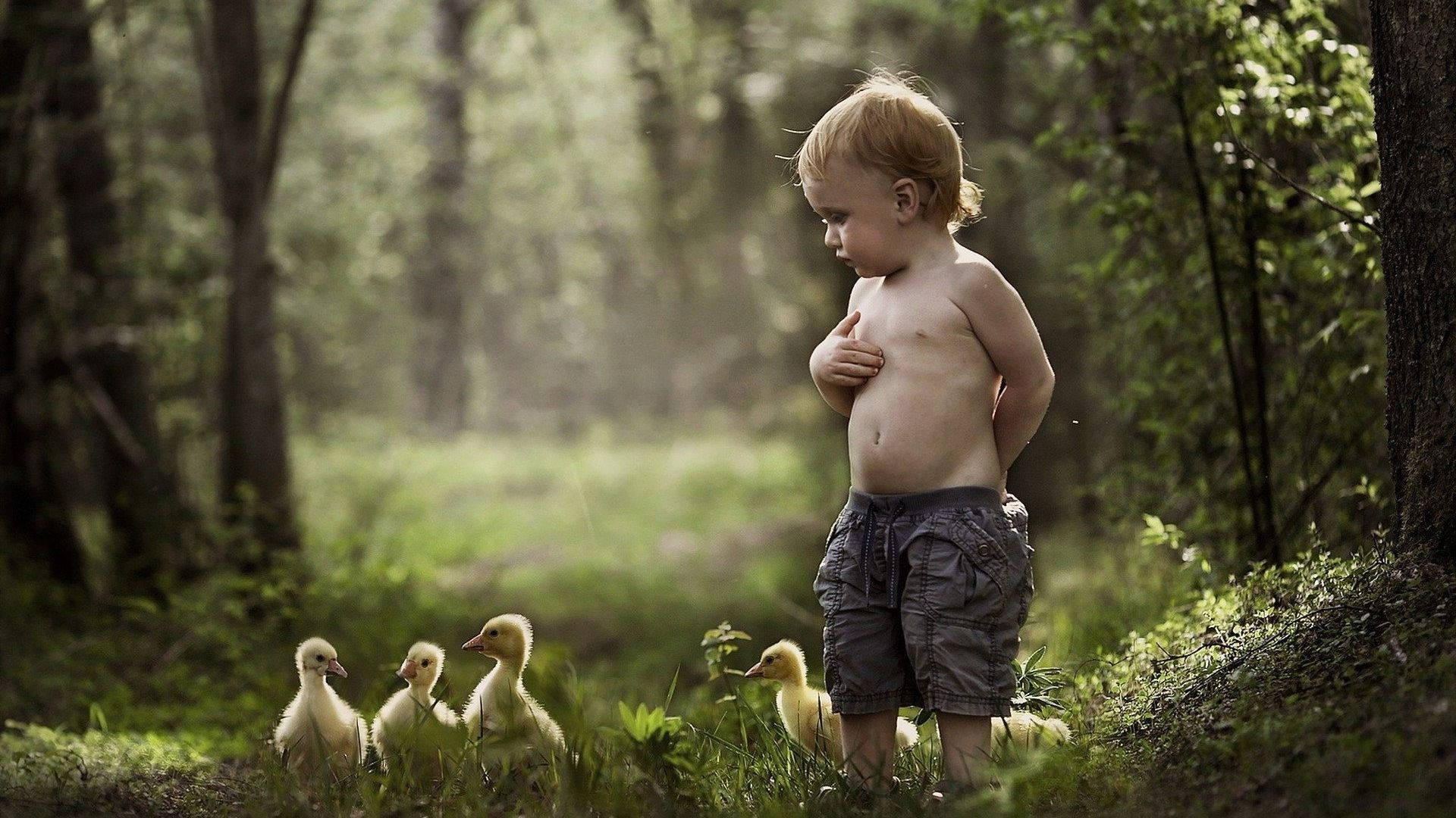 Baby Ducks In Woods Wallpaper
