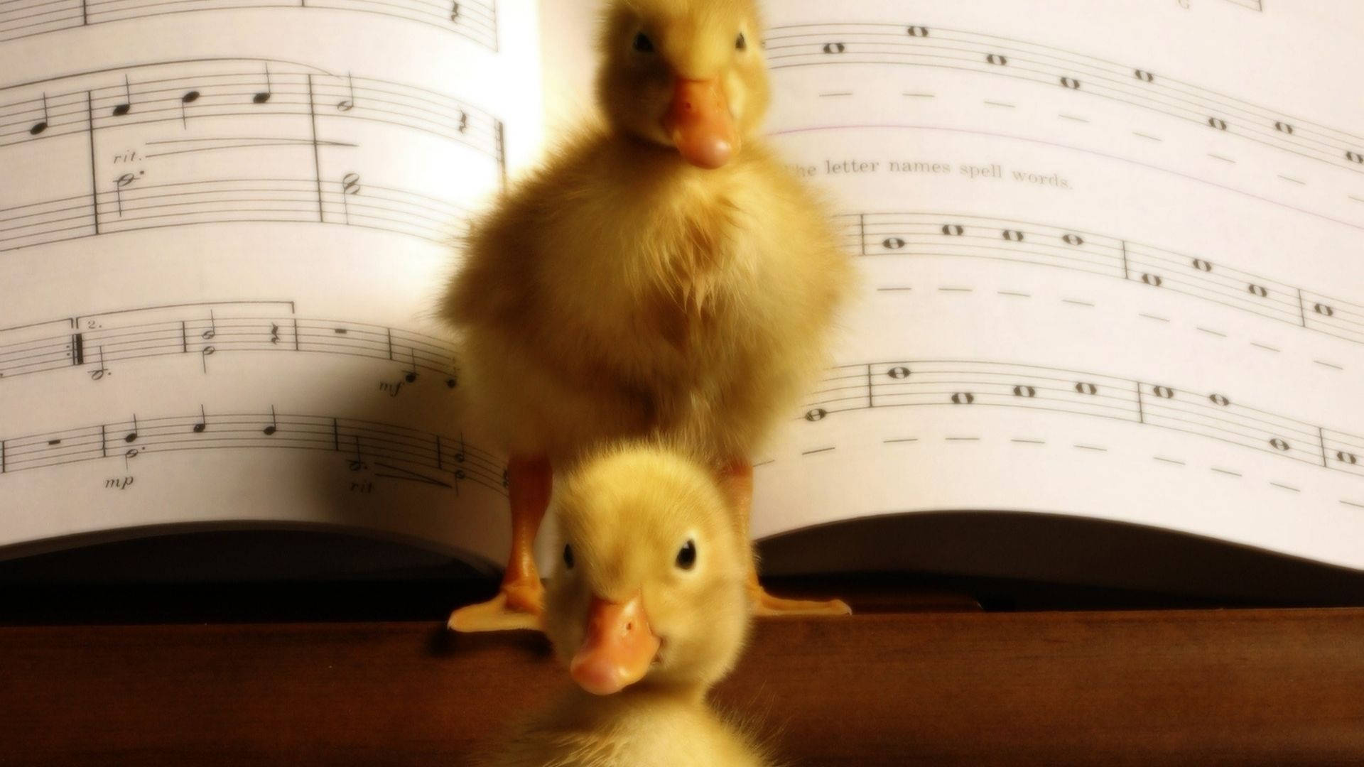 Baby Ducks Musical Wallpaper
