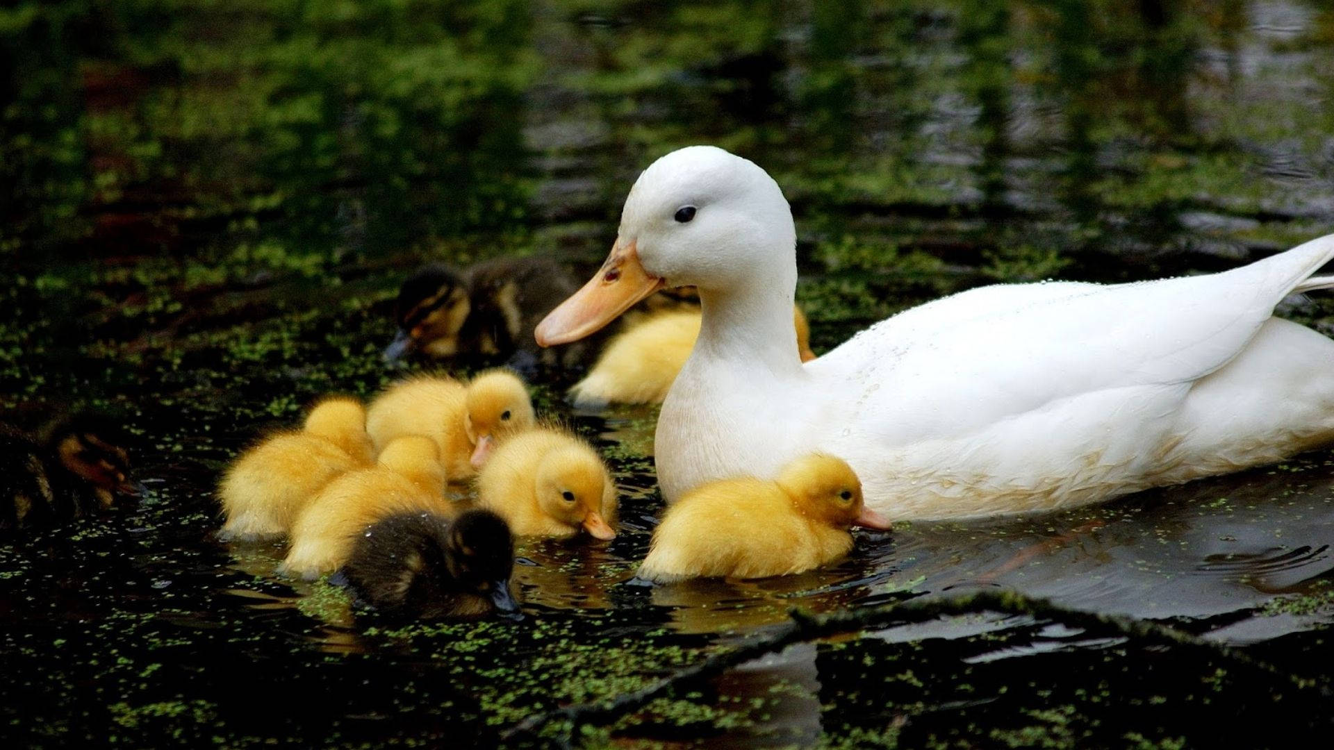 Fratelli Baby Ducks Sfondo