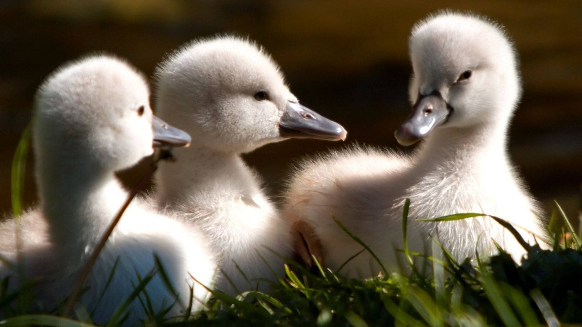 Squadra Baby Ducks Sfondo
