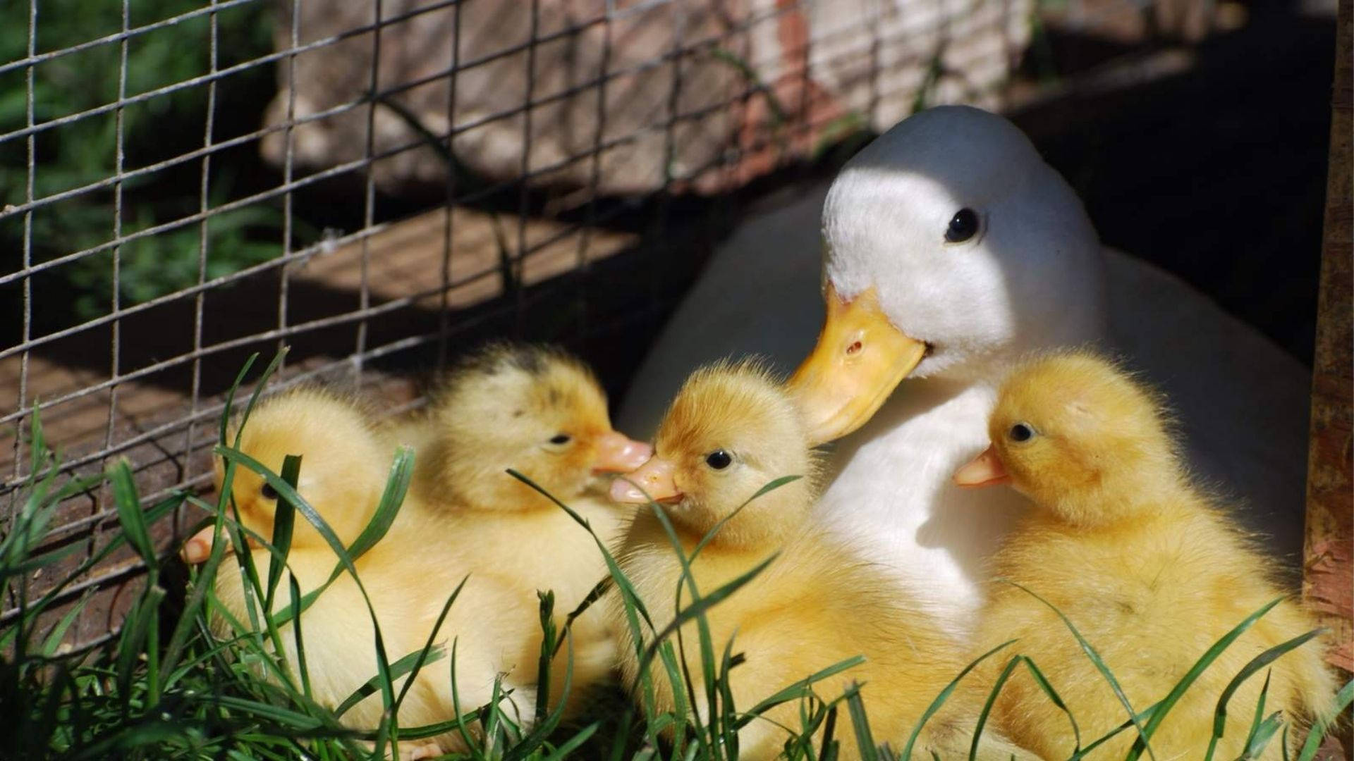 Baby Ducks Sunny Day wallpaper