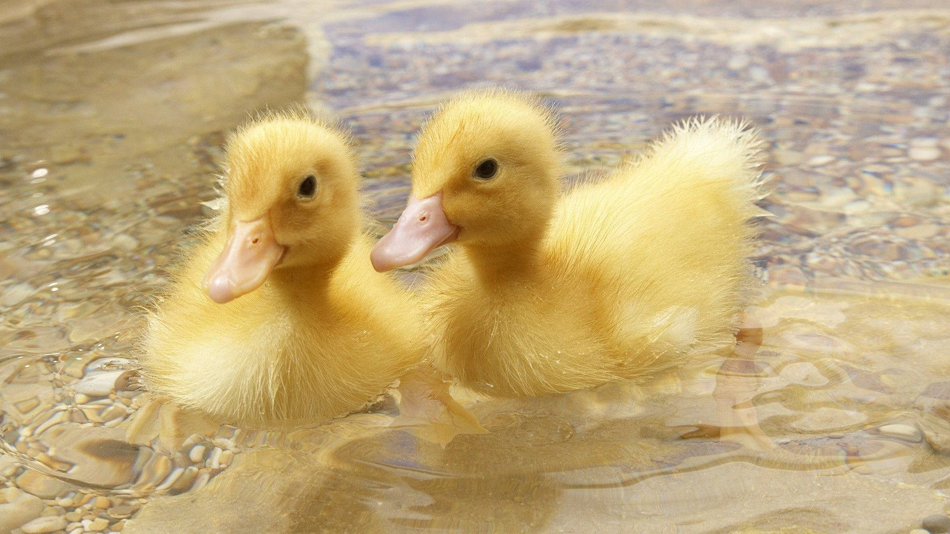 Baby Ducks Together Wallpaper