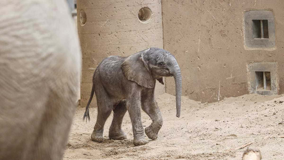 Enstor Bild På En Bebis-elefant