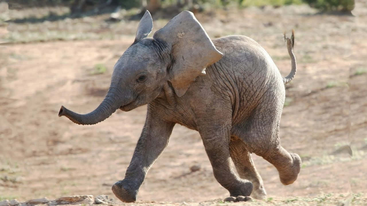Encantadoraimagen De Un Bebé Elefante