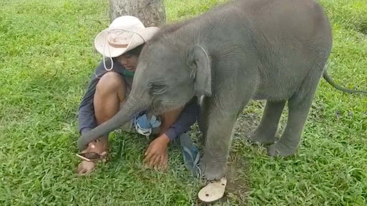 Immaginedi Un Elefantino Cucciolo