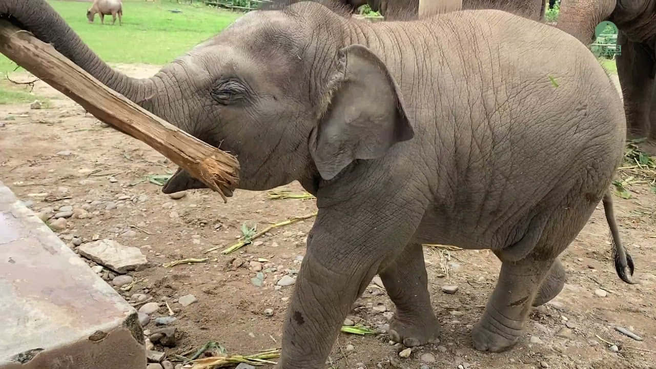 Argtbebis-elefant-foto
