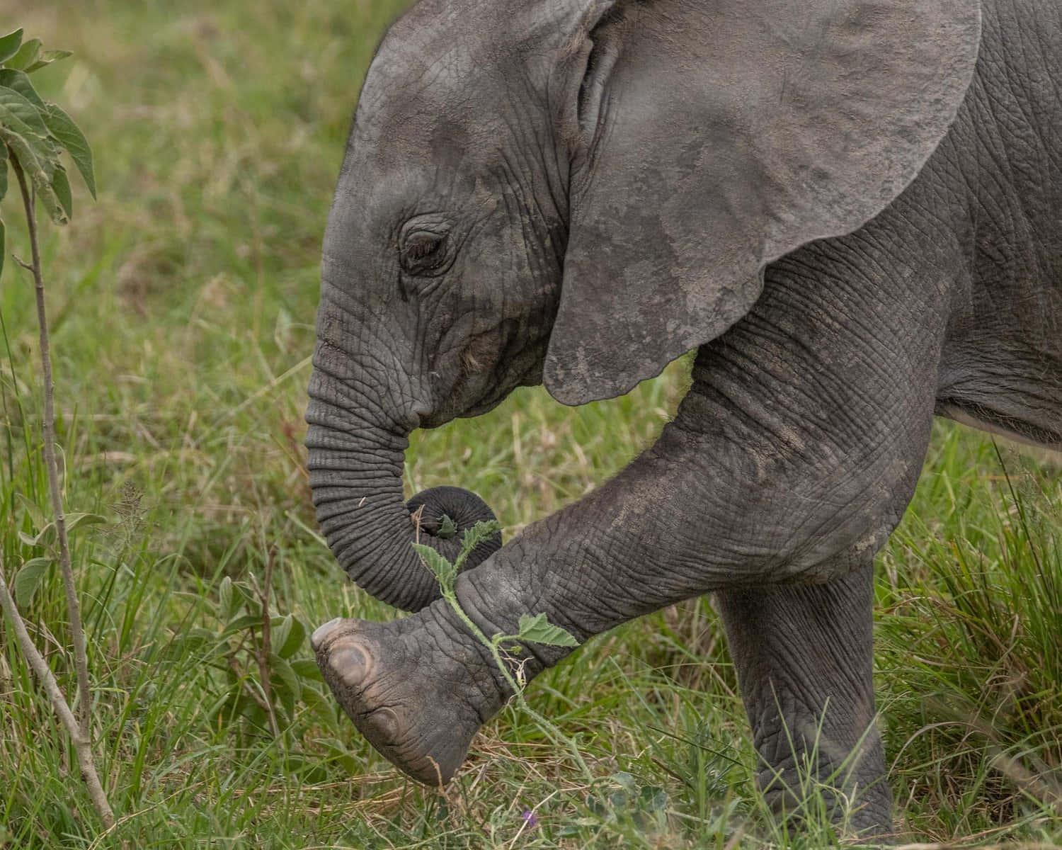 Ungiocoso Elefante Bebè Che Si Svagha Nella Natura Selvaggia