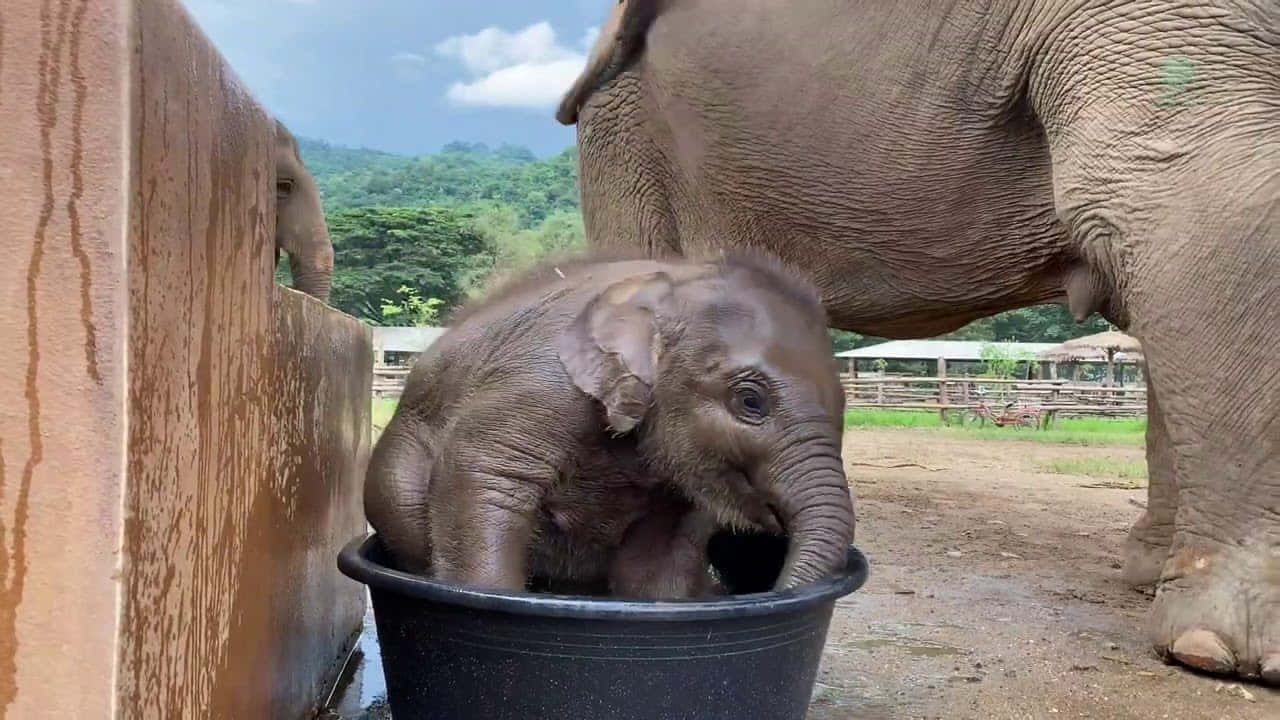 Maravillosaimagen De Un Bebé Elefante