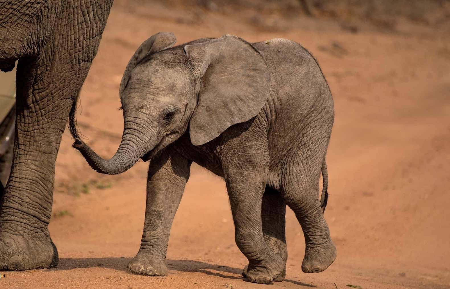 Imagencautivadora De Un Bebé Elefante.