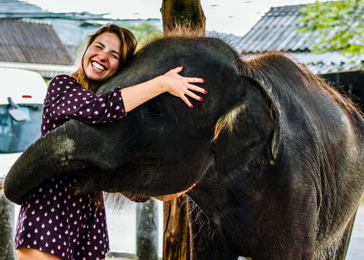 Friendly Baby Elephant Picture