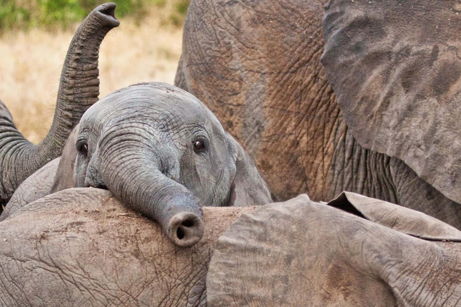 Baby Elephant Face Picture