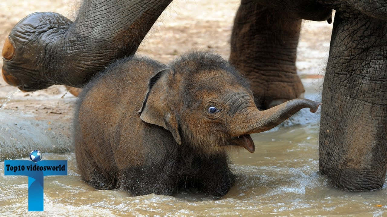 Imagende Un Bebé Elefante Nadando
