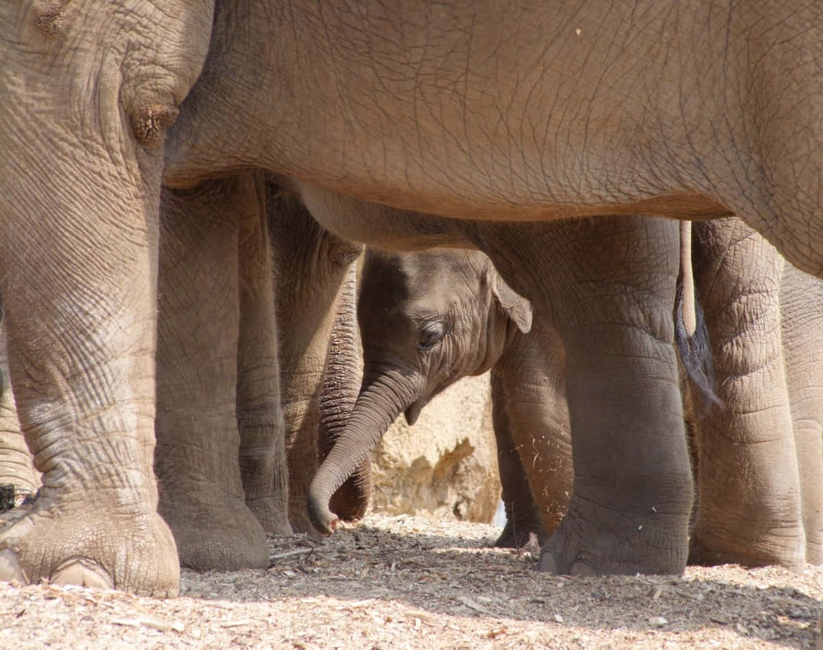 Hermosafoto De Un Bebé Elefante