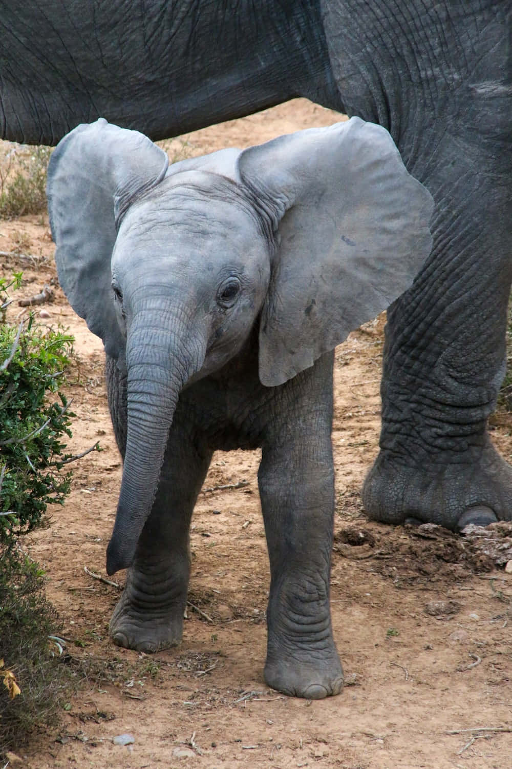 Imagenfantástica De Un Elefante Bebé