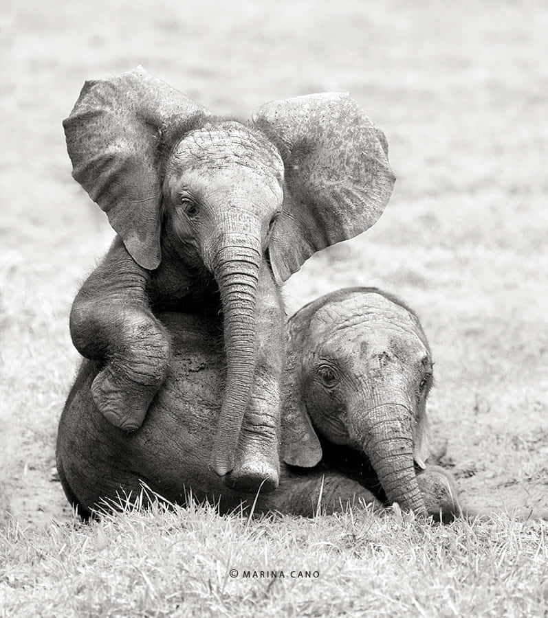 Imagenmonocromática De Un Bebé Elefante