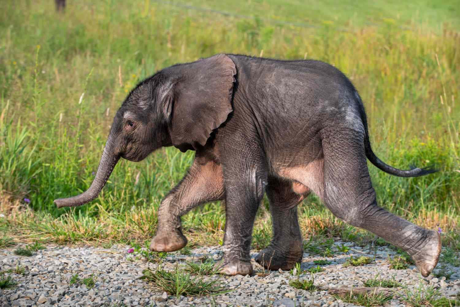 Round Baby Elephant Picture