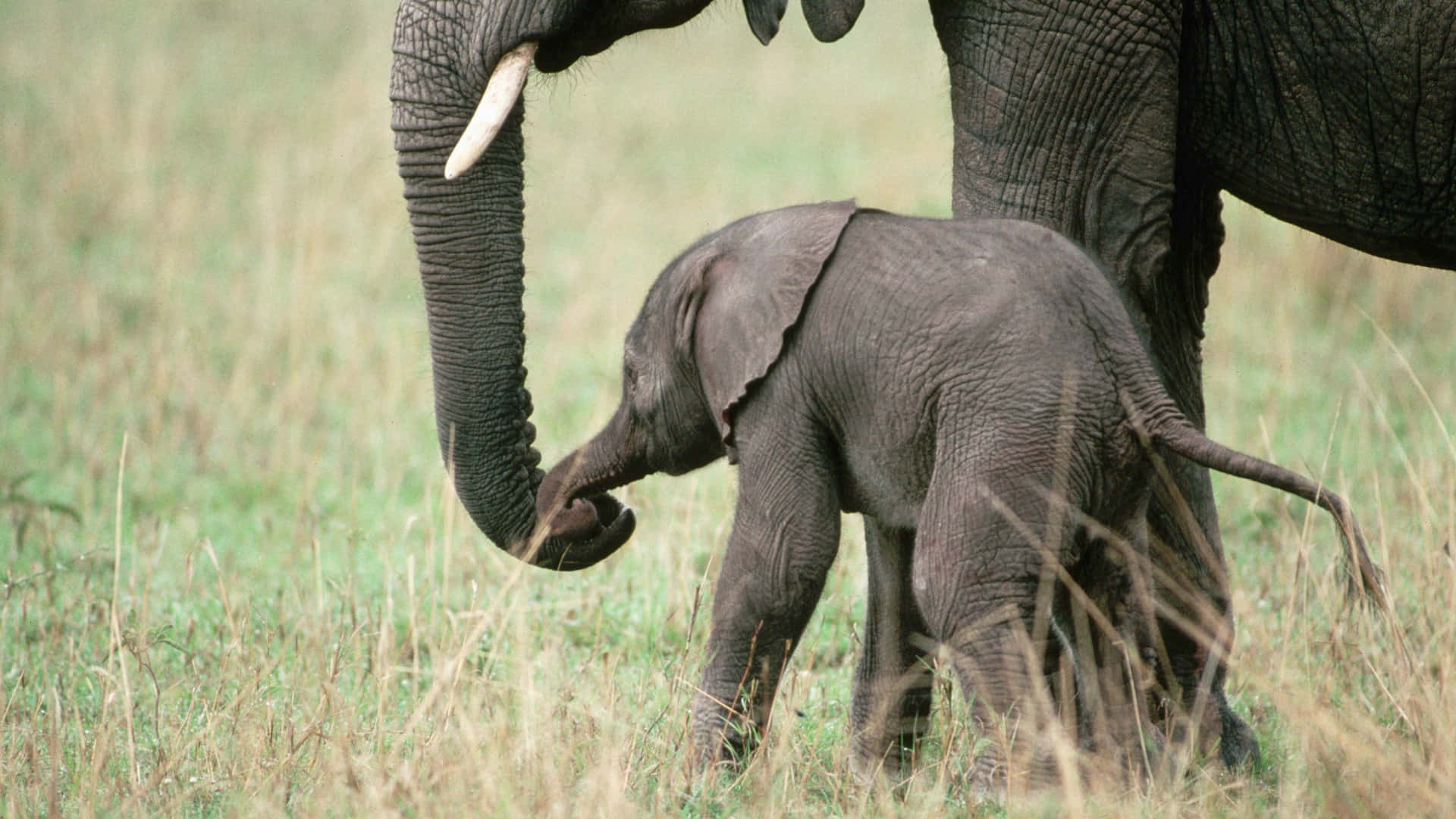 Immagineunica Di Un Elefantino Bebè
