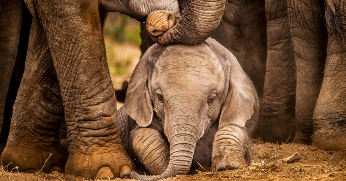 Hermosaimagen De Un Bebé Elefante