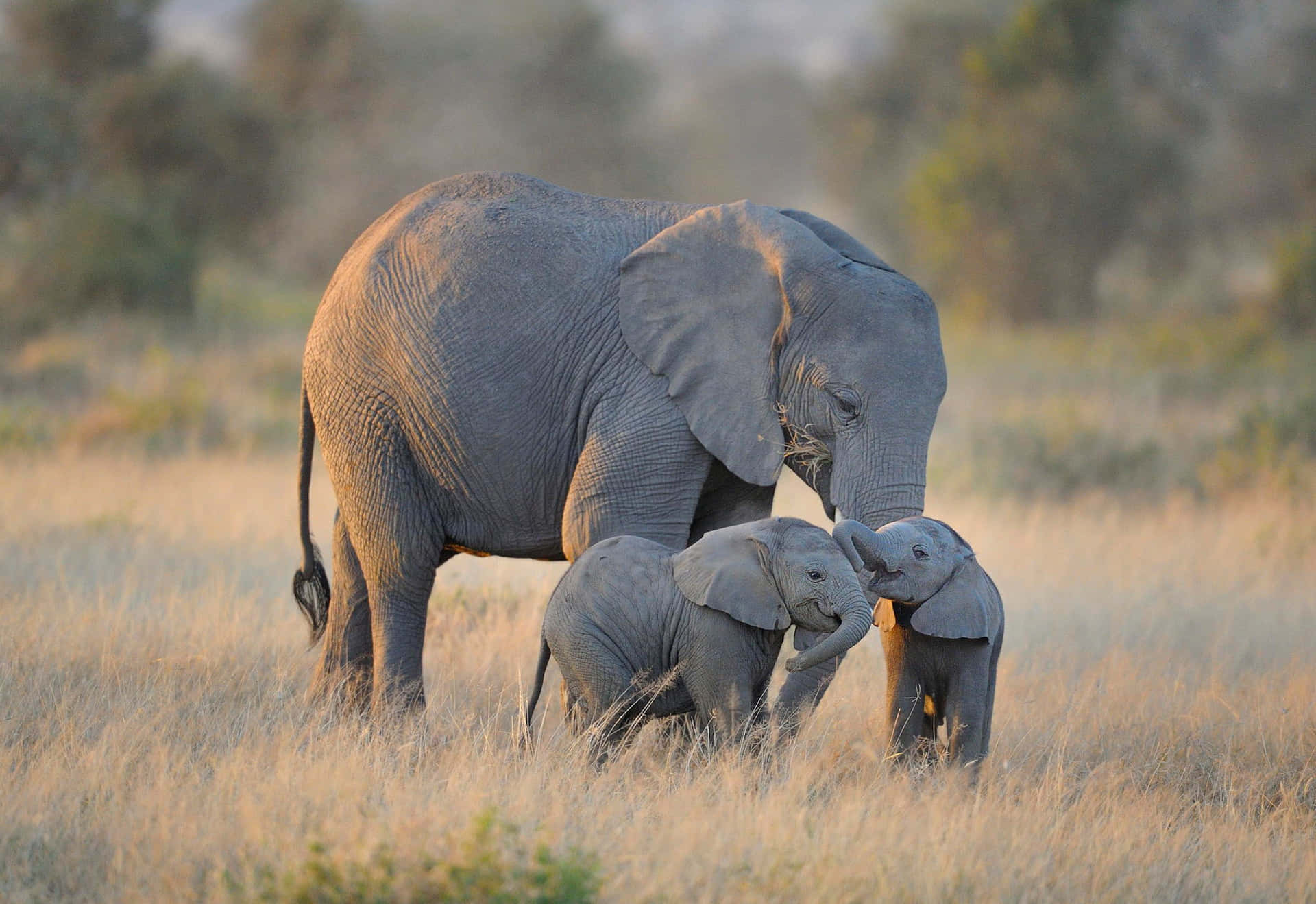 Dulceimagen De Un Bebé Elefante