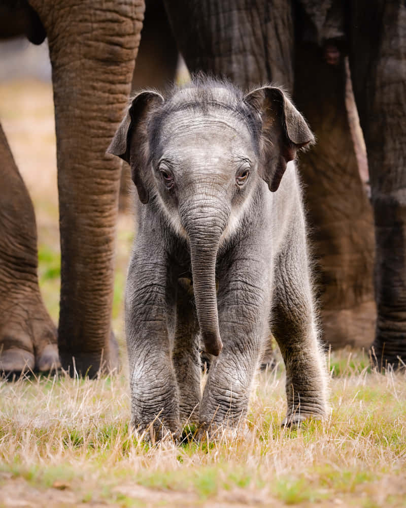Imagende Un Bebé Elefante Rizado.