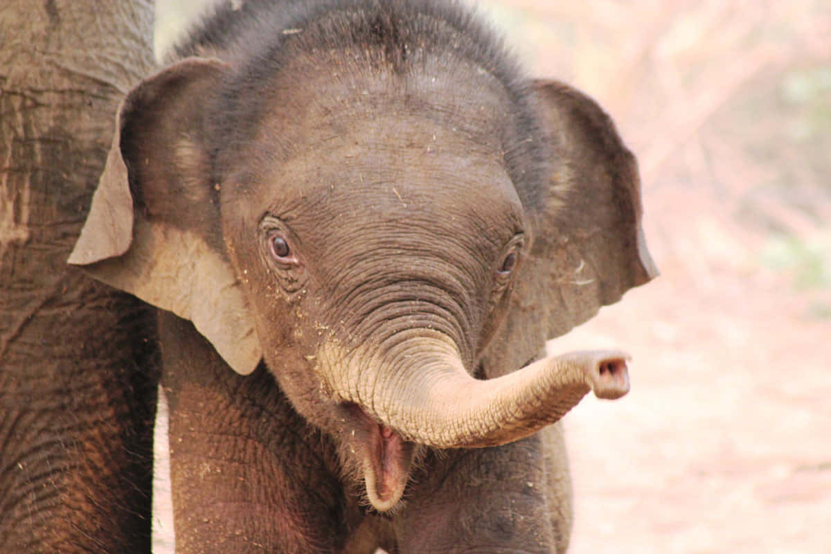 Imagenatractiva De Un Bebé Elefante