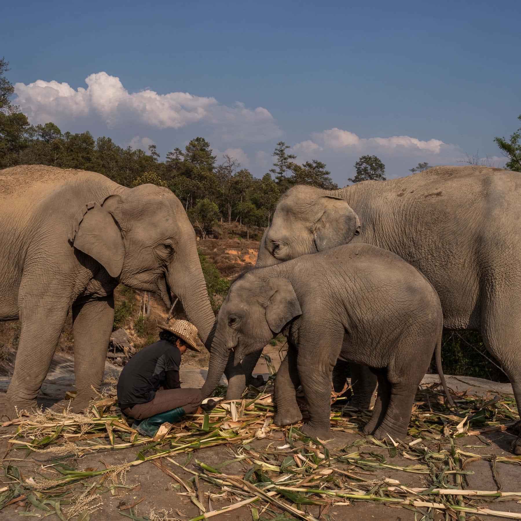 Imagende Un Bebé Elefante Comiendo