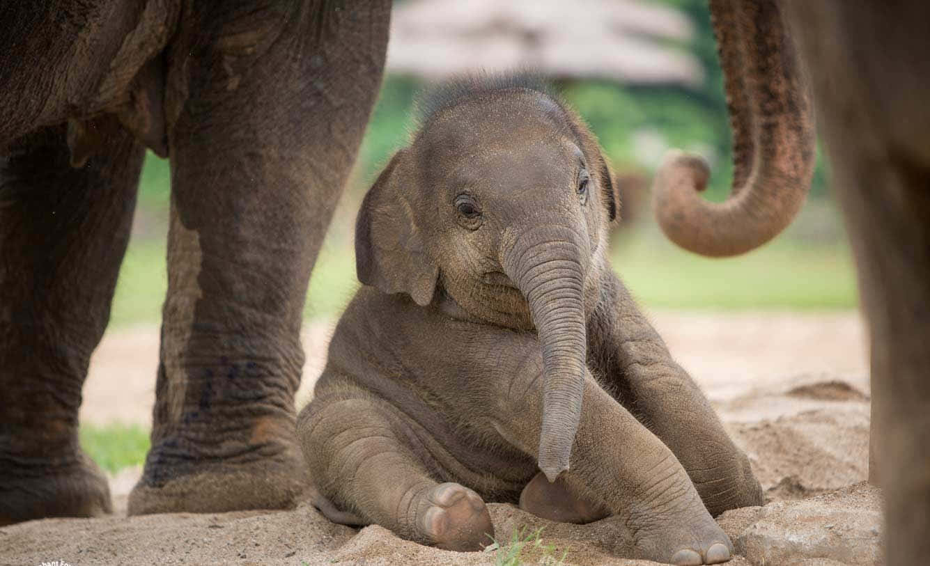 Lindaimagen De Un Bebé Elefante.