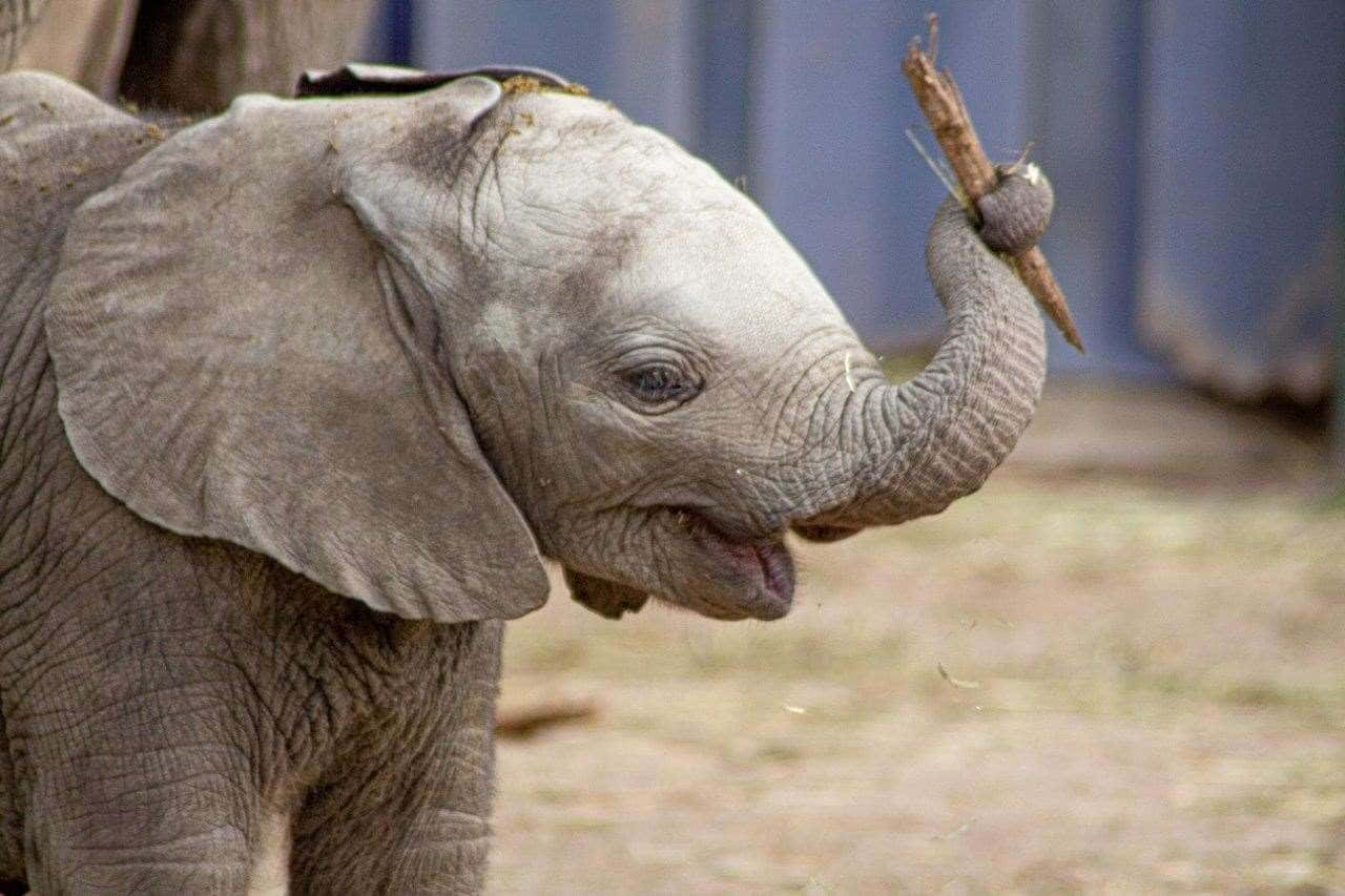 Adorable Baby Elephant Frolicking in the Wild