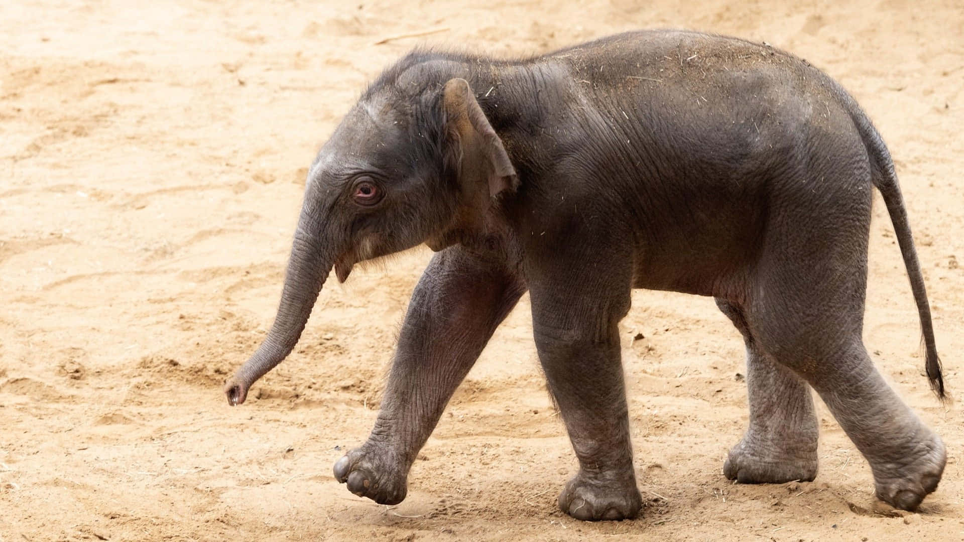 Sötbild På En Baby Elephant.