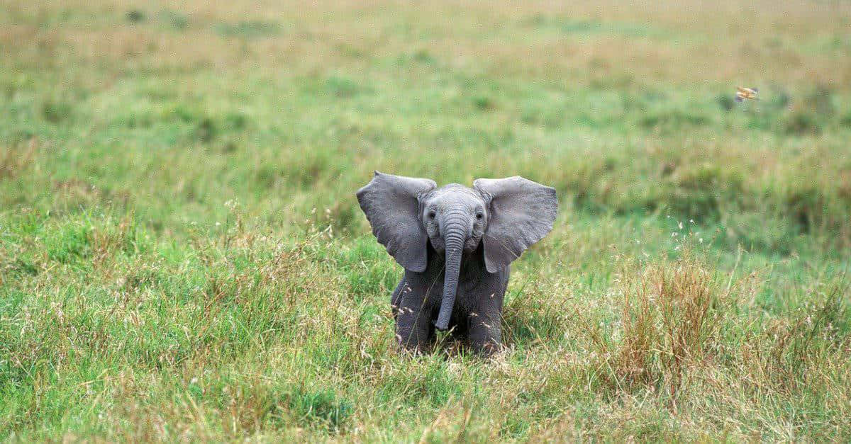 Imagende Elefante Del Bosque Africano Bebé