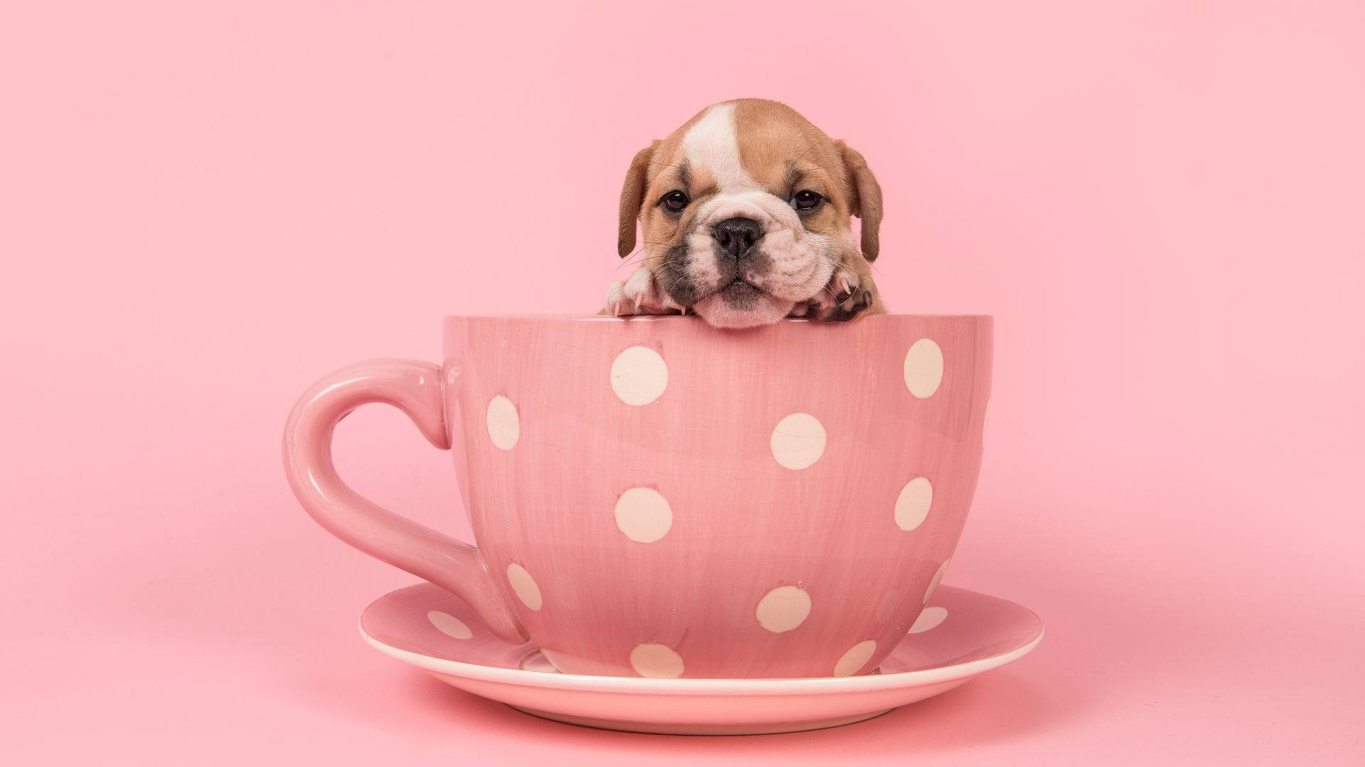Babyenglish Bulldog Im Pinken Zimmer Wallpaper