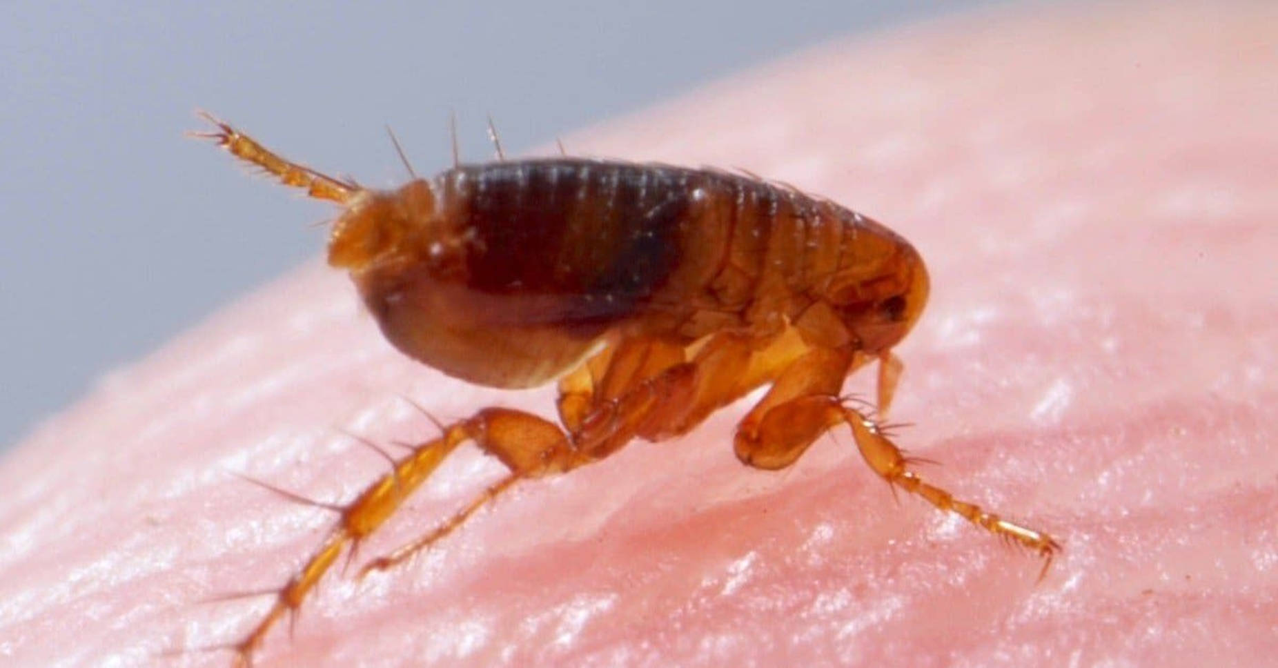 Baby Flea Feeding on Human Skin Wallpaper
