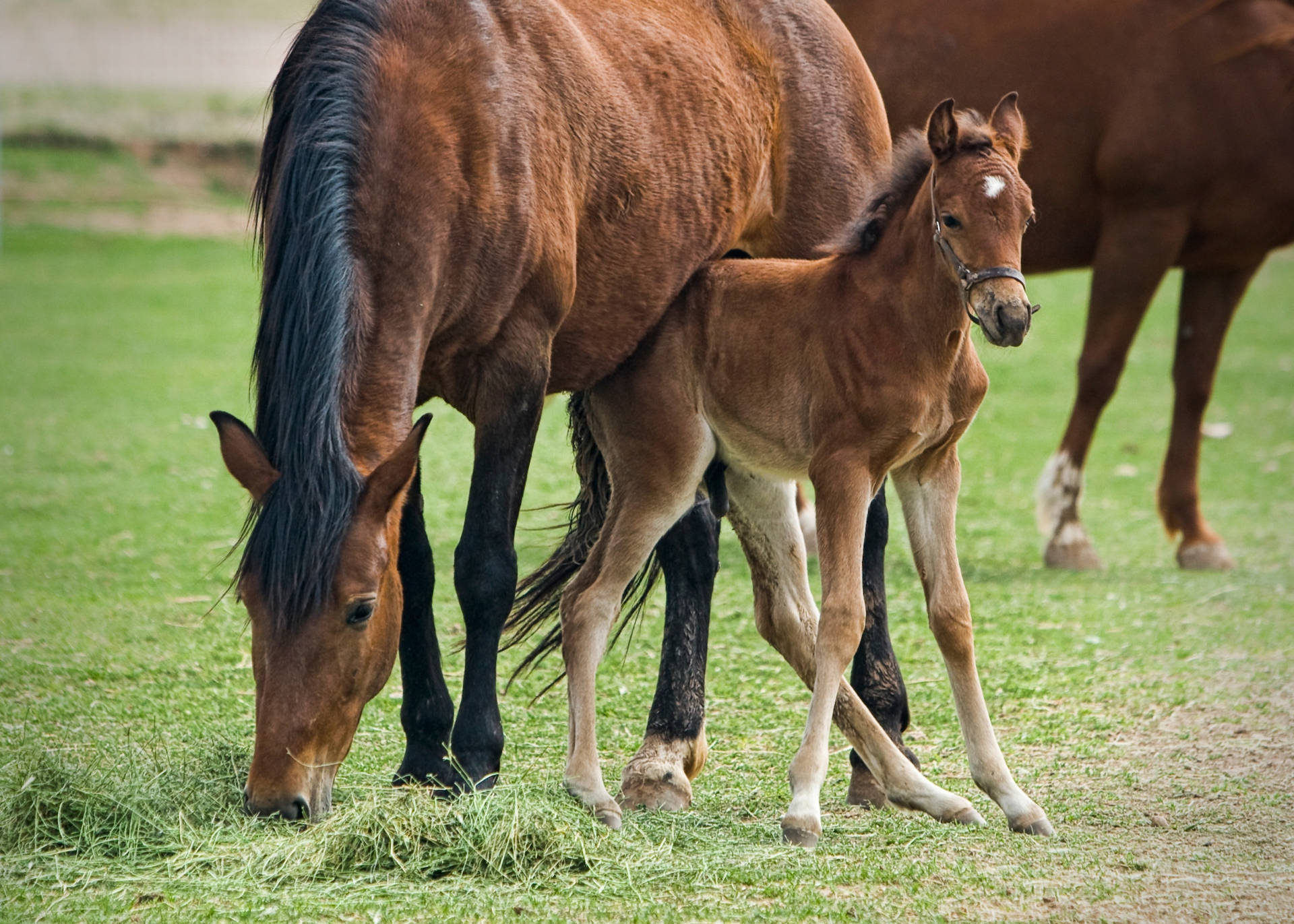 Baby Foal Under Eating Mother Horse Wallpaper