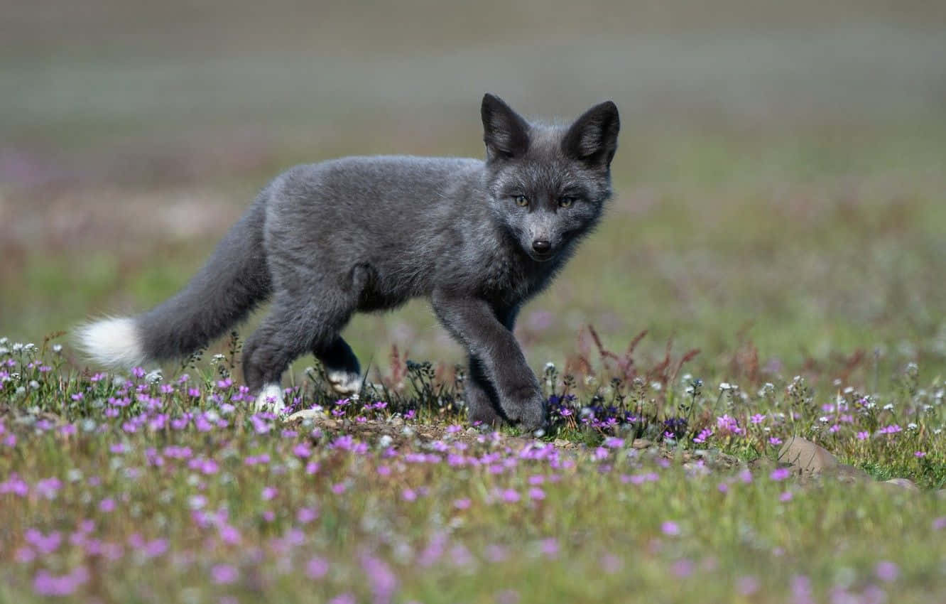 Baby Fox Background