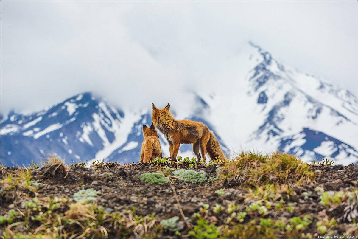Baby Fox High Mountains