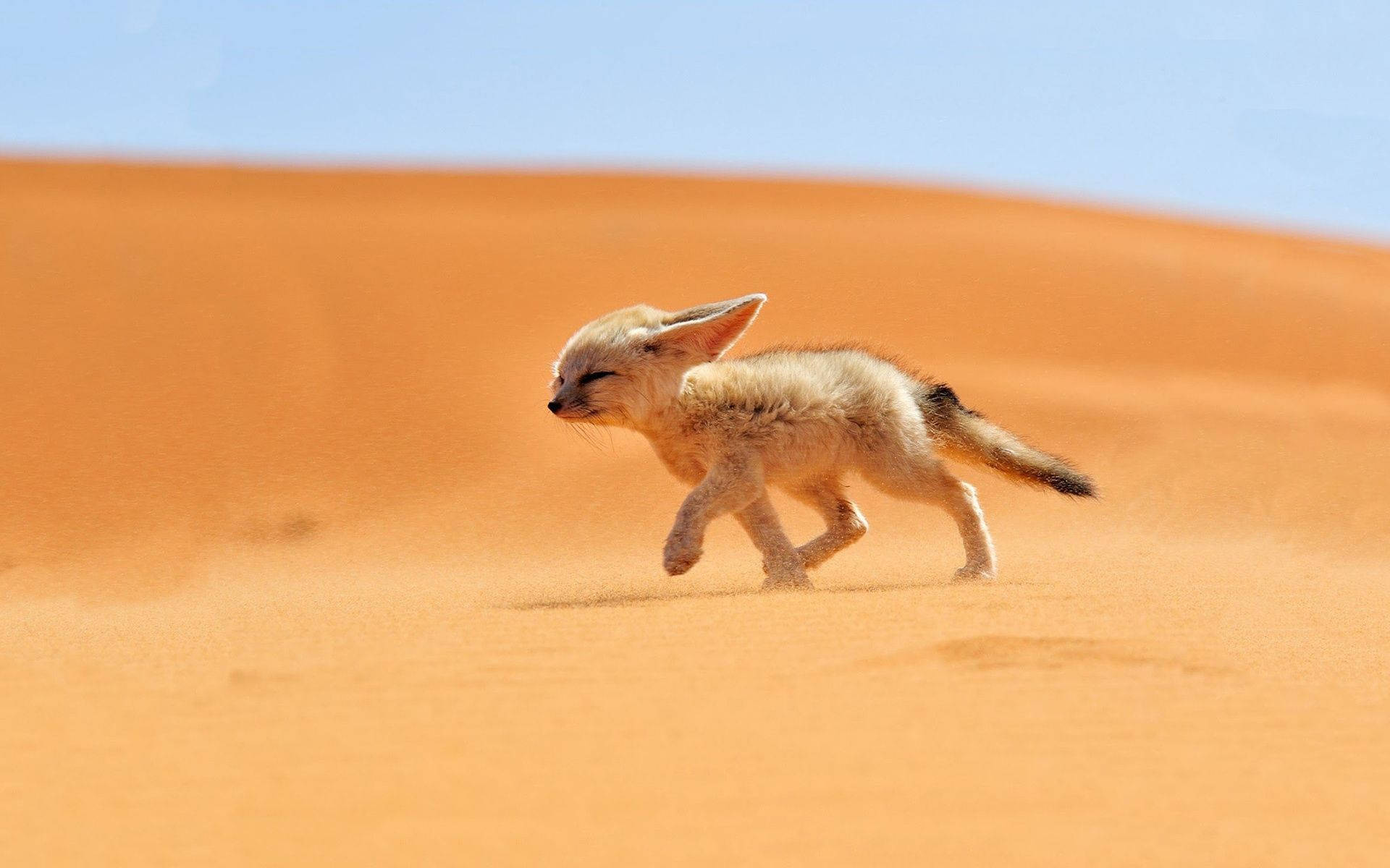 Baby Fox In Sahara Desert