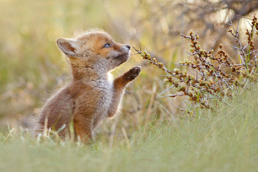 Baby Fox Nature