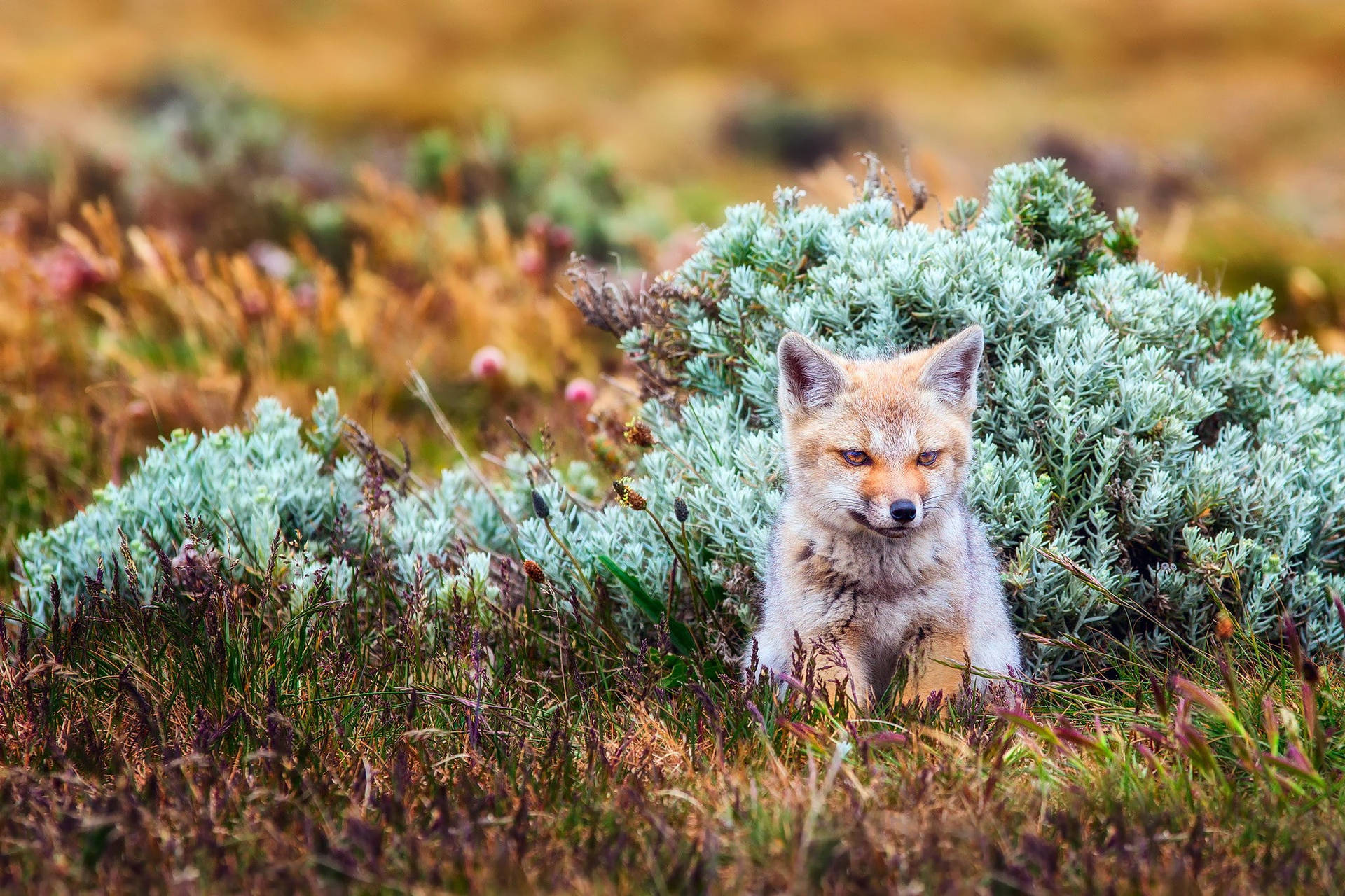 Baby Fox On Grassy Field