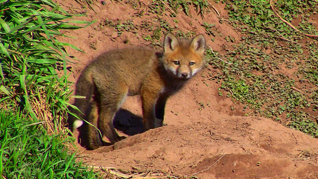 A Fox Cub Standing On A Dirt Hill